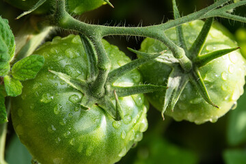 Fototapeta na wymiar zwei grüne Tomaten am Strauch