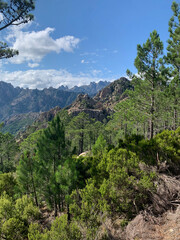 Arbres dans la forêt du GR20 Corse