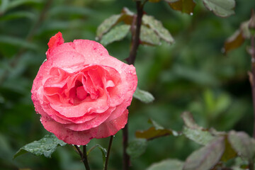 große offene Blüte einer China-Rose