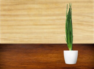 green onion in a white pot on the wooden background.