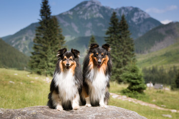 Two cute, fur black white tricolor shetland sheepdog, small collie  outdoor portrait on big rock on summer time. Sheltie on a big stone with background of forest and beautiful mountains, hills