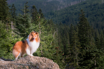 Cute, fur fluffy sable white shetland sheepdog, small collie  outdoor portrait in the mountains  on...