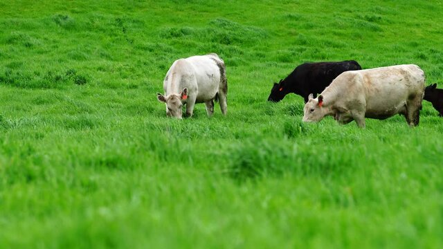 Beef cows and calfs grazing on grass in Australia. Eating hay and silage. breeds include speckled park, murray grey, angus, brangus and dairy cows.
