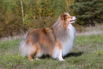 Cute, smiling fluffy sable white shetland sheepdog, little sheltie portrait on green grass field. Wonderful oldie little collie, famoius lassie movie hero with gray lashes. Attentive, smart breed