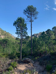 Obraz premium Pins chemin du GR20 en Corse