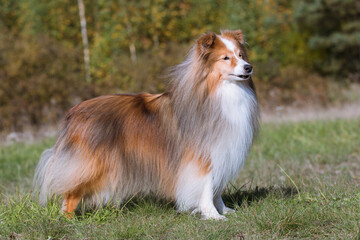 Cute, smiling fluffy sable white shetland sheepdog, little sheltie portrait on green grass field. Wonderful oldie little collie, famoius lassie movie hero with gray lashes. Attentive, smart breed