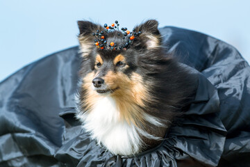 Happy funny Halloween postcard with sable white shetland sheepdog, sheltie in black witch crown and...