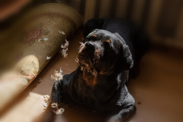 Feathers fly in front of the pet's nose. A male Rottweiler dog l