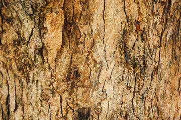 Close-up of pattern of cracks on tree trunks.