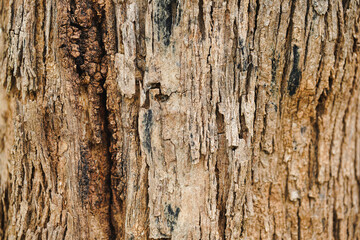 Close-up of pattern of cracks on tree trunks.