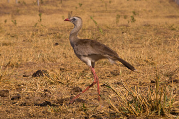 exotic animal runner and singer seriema