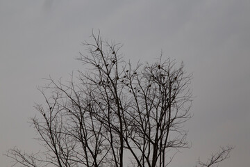 silhouette birds on tree