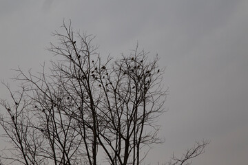 Fototapeta na wymiar silhouette birds on tree