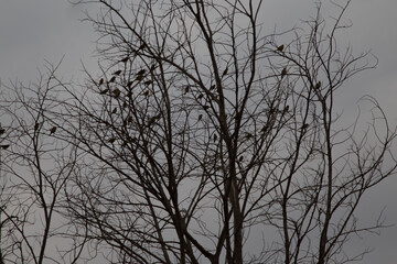 Fototapeta na wymiar silhouette birds on tree