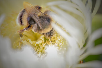 Macro of a bumblebee