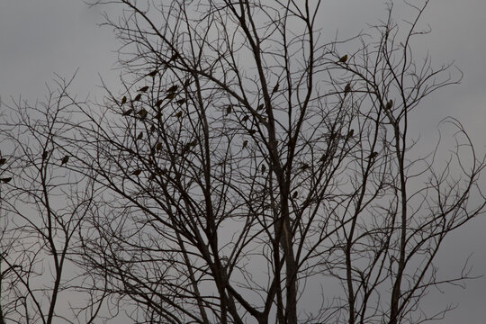 silhouette birds on tree