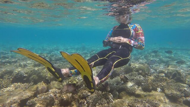 Daring Farmerfish attack a snorkler defending their homes in a coral reef. Woman look at on group of Farmerfish swims above pot coral reef. Dusky Farmerfish (Stegastes nigricans) 4K-60fps