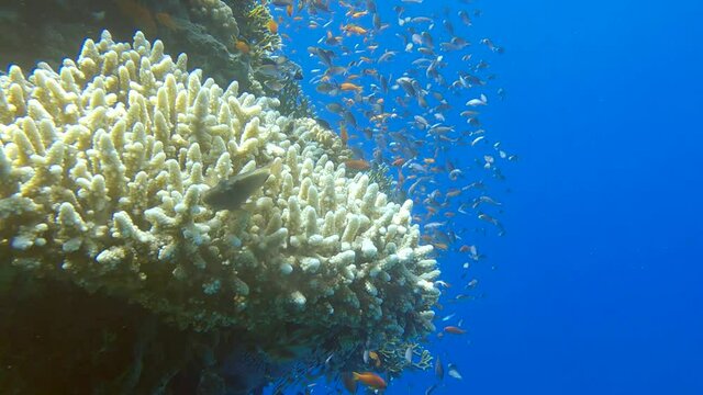 School of Chromis swimming above coral reef in the blue water. Arabian Chromis (Chromis flavaxilla) Camera moving forwards. 4K-60fps