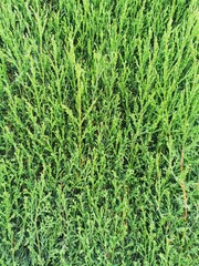 Background of Christmas tree branches