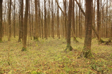 forest in autumn