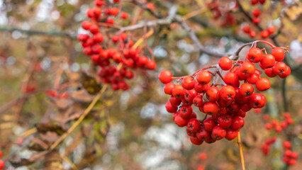 Rowan berries on a branch. Autumn harvest. Ripe red rowan berries on a tree branch.