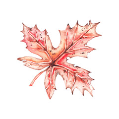Naklejka premium Watercolor maple leaf on white background 1