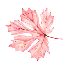 Watercolor maple leaf on white background 2