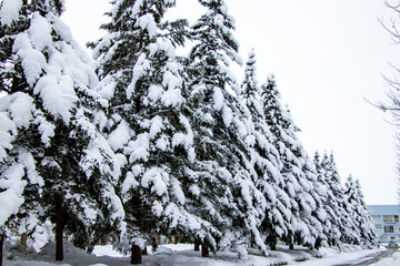 雪国の景色　除雪された道