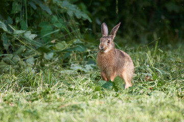 Wildkaninchen in urbaner Umgebung	

