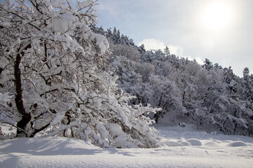 綺麗に雪化粧した公園