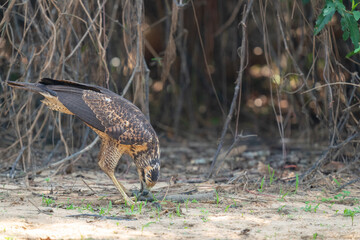 The great black hawk (Buteogallus urubitinga)