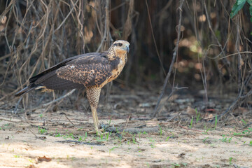 The great black hawk (Buteogallus urubitinga)
