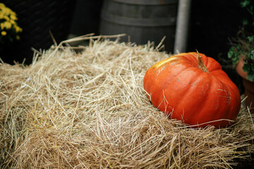 Pumpkin on hay stacks in city street, festive holiday decor. Halloween festive decoration outdoor. Happy halloween. Autumn market in town. Harvest time. Copy space