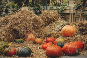 Pumpkins pile on hay stacks in city street, festive holiday rustic decor. Halloween festive...