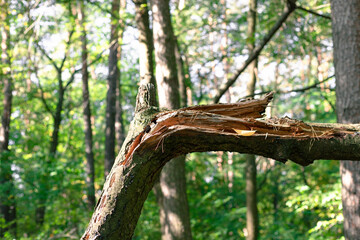 Obraz premium A tree felled by a strong wind. Broken tree in the forest