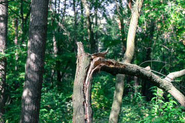 A tree felled by a strong wind. Broken tree in the forest