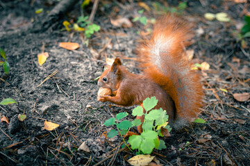 Red squirrel eating a walnut in the forest