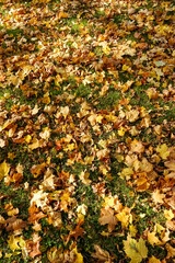 Obraz premium Full frame of autumn leaves on the ground. Fallen brown coloured dry autumn leaves on green grass in Kadriorg city park.
