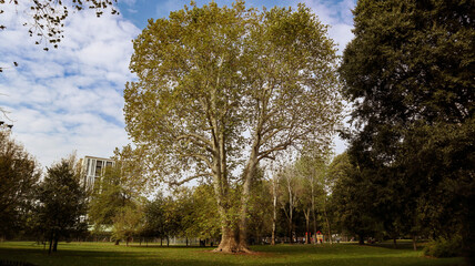 trees in the park