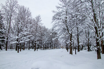 綺麗に雪化粧した公園