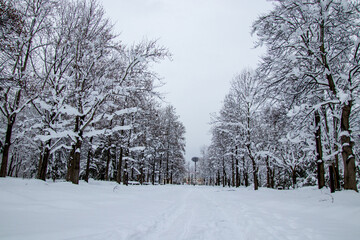 綺麗に雪化粧した公園