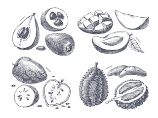Set of hand-drawn durian, mango, loquat, noina. Dessert and exotic fruits, sliced and whole. Organic food concept. Can be used for your design. Vintage botanical illustration.