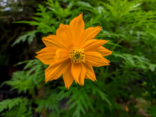 orange flower in the garden. Cosmos caudatus flower with blur background . Orange Cosmos caudatus flower. Cosmos Flower with background out of focus.