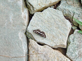 A rare forest butterfly warms on the stone surface of the top of the mountain range.