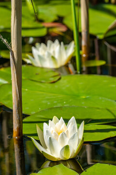 white water lily, danube delta, romania
