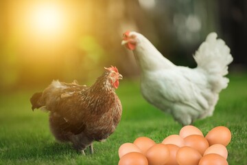 Brown eggs and hen standing on green grass, concept Eggs Fresh from farm