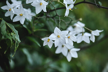 Jasmine nightshade white flowers