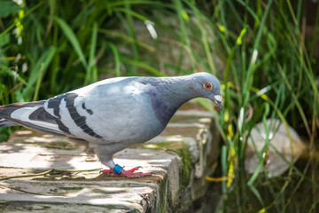 Ringed carrier pigeon by the garden pond