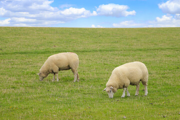 Obraz premium Close up from a sheep herd on the dyke in Büsum, North sea - Germany