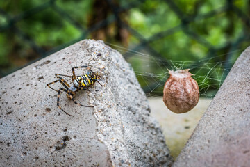 Wasp spider with a cocoon in the garden